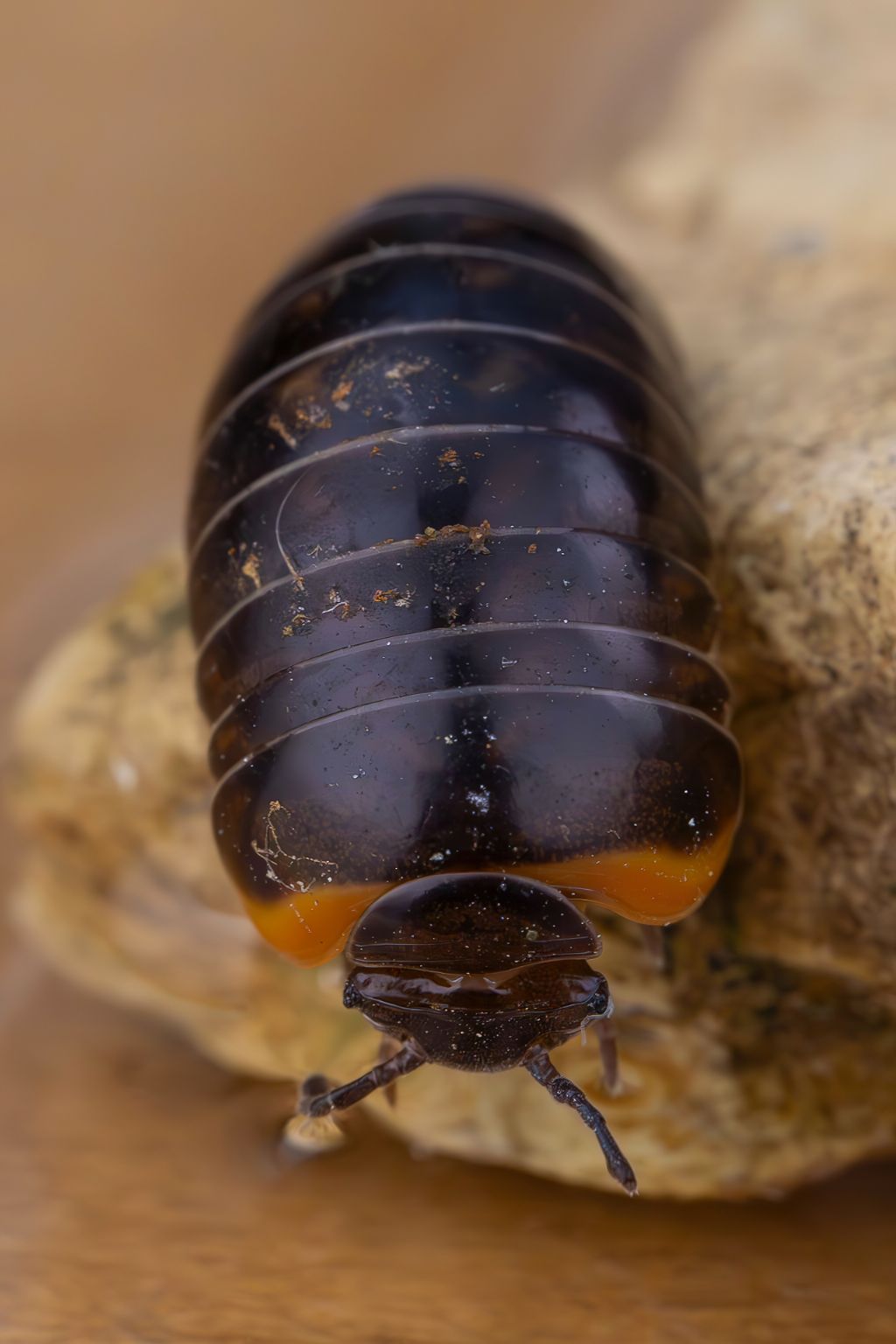 Glomeridae - Glomeris romana